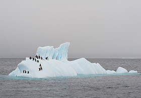 组的巴布亚企鹅在浮动的冰山上