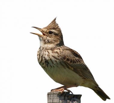 鳳頭的百靈 galerida 雞冠花，在白色背景上孤立