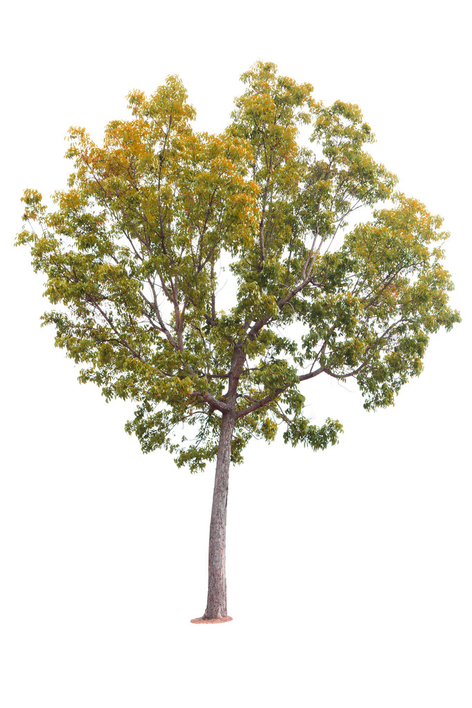 在白色背景上隔离的树照片