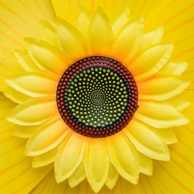 特寫(xiě)黃色向日葵圖片