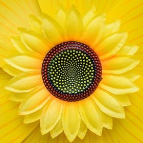 特写黄色向日葵图片