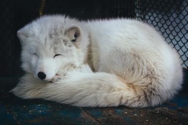 睡著的白色北極狐貍照片