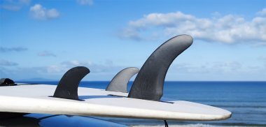 三個(gè)鰭圖片