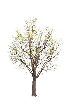 在白色背景上隔离的树