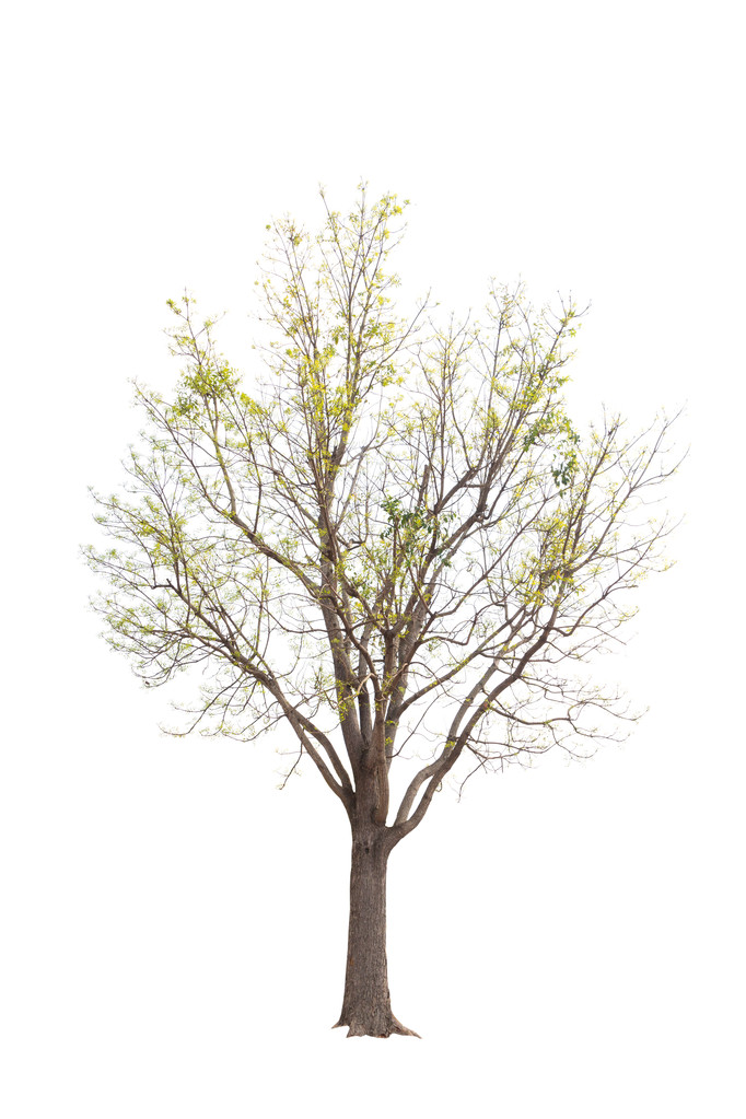 在白色背景上隔离的树