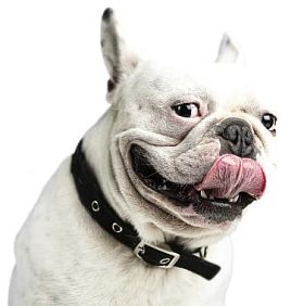 法国斗牛犬