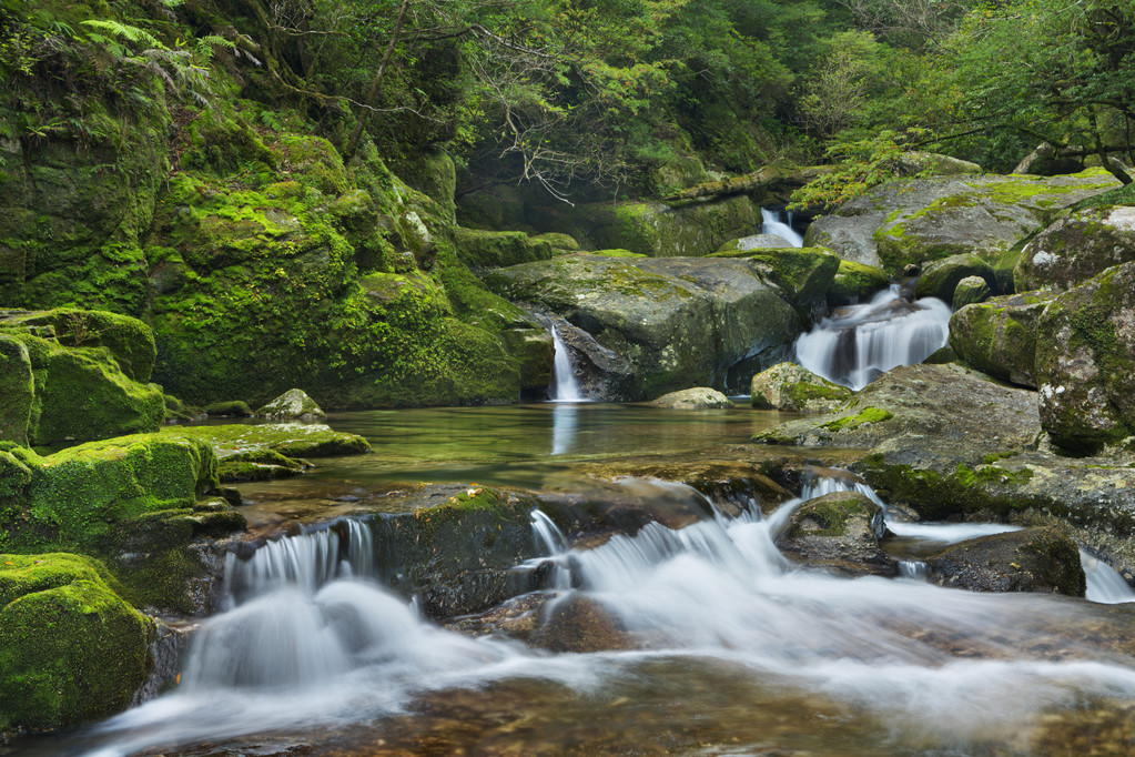 屋久岛，日本杉土地雨林河图片