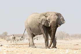 孤独的大象在水坑图片