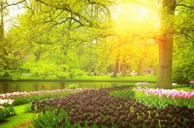 在库肯霍夫，荷兰春天花园图片
