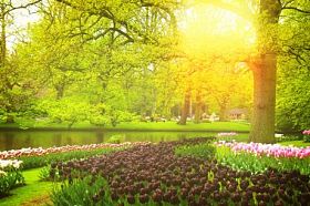 在库肯霍夫，荷兰春天花园图片