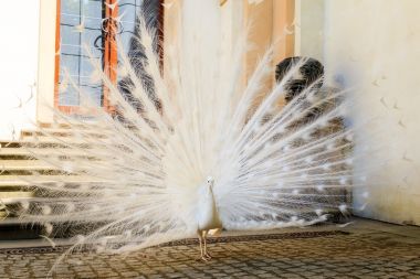華倫斯坦宮花園，布拉格，捷克共和國(guó)，歐洲