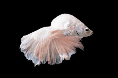 斗魚或暹羅斗魚在黑色背景上孤立的運(yùn)動(dòng)中的特寫