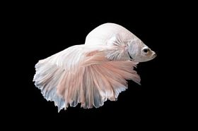 斗鱼或暹罗斗鱼在黑色背景上孤立的运动中的特写