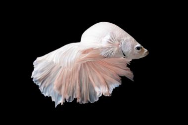 斗鱼或暹罗斗鱼在黑色背景上孤立的运动中的特写