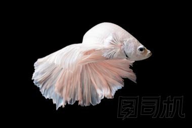 斗魚或暹羅斗魚在黑色背景上孤立的運(yùn)動中的特寫