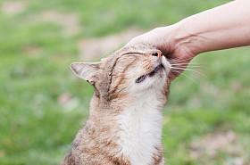 抚摸着那只猫