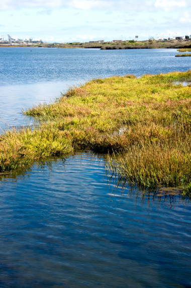 bolsa chica 沼澤地