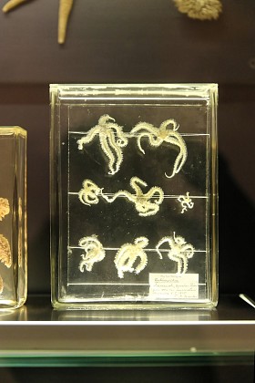 海洋中甲醛的生物