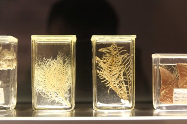 海洋中甲醛的生物圖片