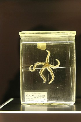 海洋中甲醛的生物