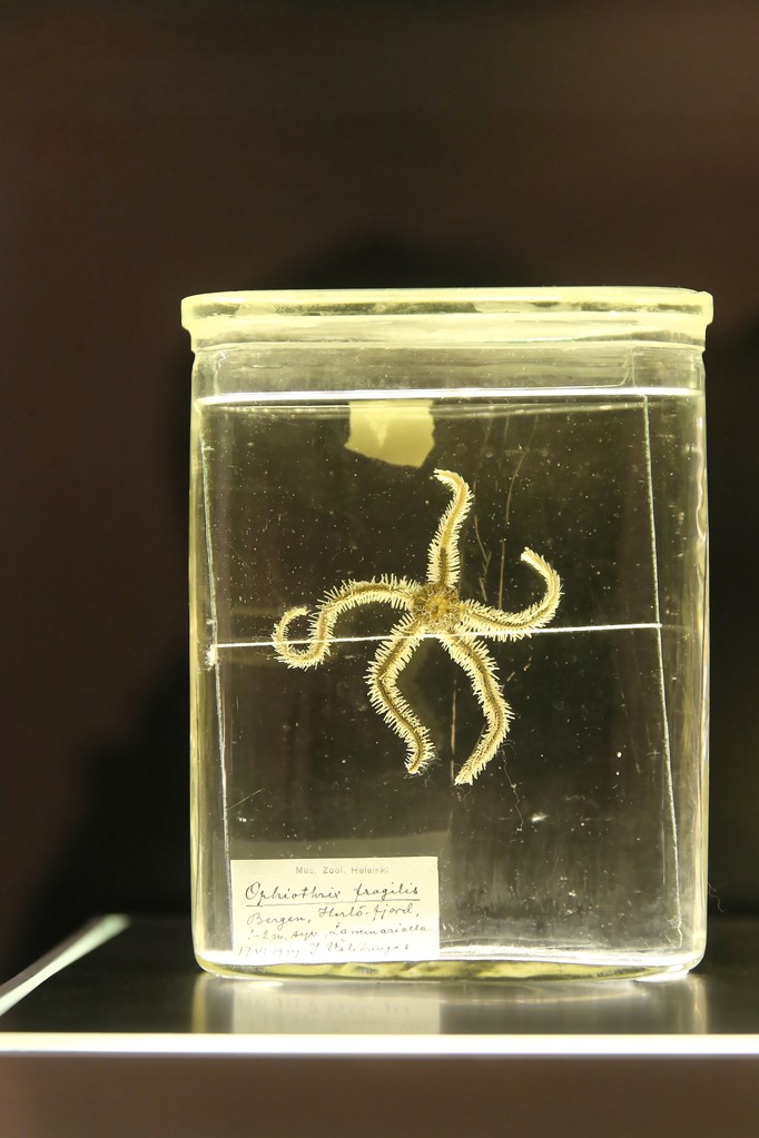 海洋中甲醛的生物