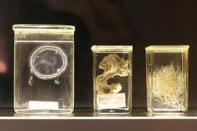 海洋中甲醛的生物图片