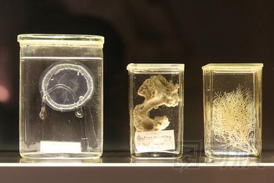 海洋中甲醛的生物圖片