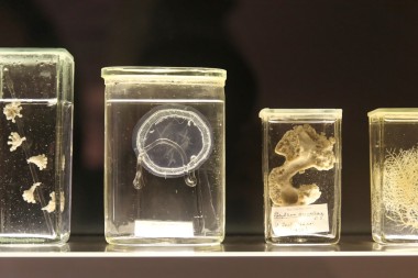 海洋中甲醛的生物圖片