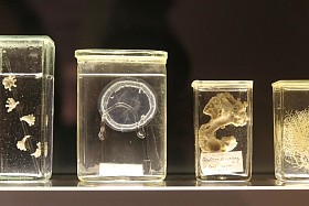 海洋中甲醛的生物图片