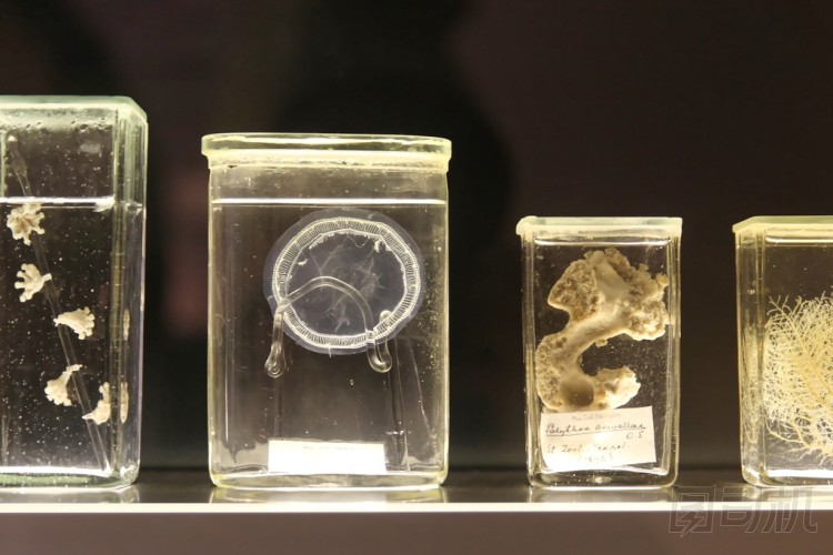 海洋中甲醛的生物圖片