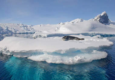 豹海豹躺在漂浮的冰山上圖片