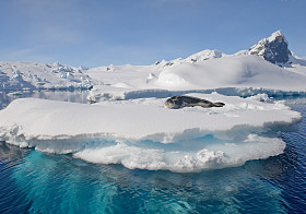 豹海豹躺在漂浮的冰山上图片