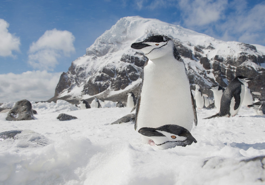 一对栖息在巢上的下巴企鹅 一对栖息在巢上的下巴企鹅