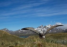 小小的漂泊信天翁显示照片