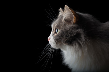 向左看的黑色背景上的白色和灰色貓的特寫肖像