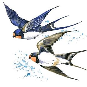 燕子。燕子水彩插图。春天的鸟。鸟雨燕。斯威夫特飞