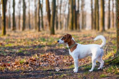 公園里可愛的狗圖片
