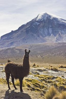 喇嘛站和附近火山萨在玻利维亚看