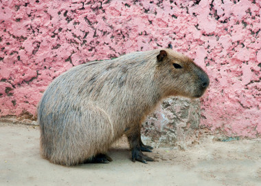 在動(dòng)物園里水豚