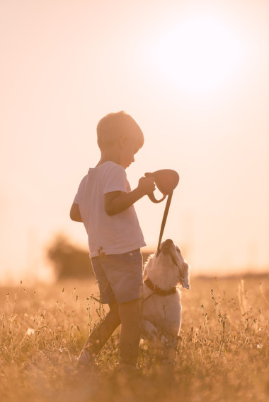 年輕的孩子男孩訓(xùn)練金毛獵犬小狗在草地上陽光燦爛的日子