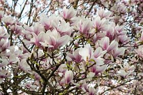 盛开的粉色玉兰花图片