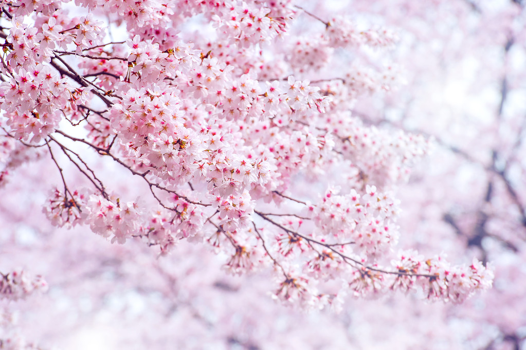在韩国,背景在与软焦点的春天,樱花季节樱花 在韩国,背景在与软焦点的春天,樱花季节樱花