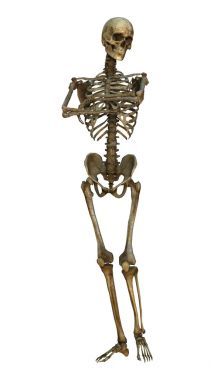 3d 插圖人類骨架上白