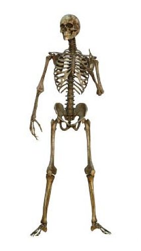 3d 插图人类骨架上白图片