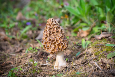 棕色的野生蘑菇和绿草图片
