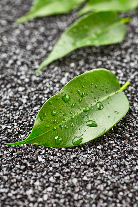 绿色的树叶与水滴