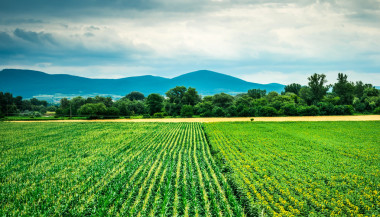 絢麗多彩的植物景觀的玉米和向日葵的字段