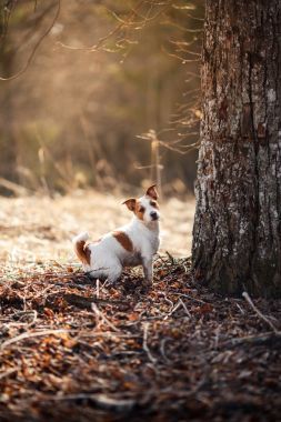 狗繁殖走在森林里的杰克羅素梗犬