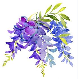 水彩的紫藤花图片