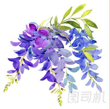 水彩的紫藤花圖片